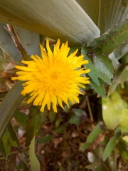Sonchus oleraceus