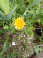 Sonchus oleraceus