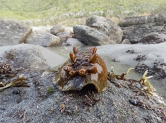 Cryptoconchus porosus