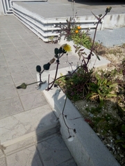 Sonchus oleraceus