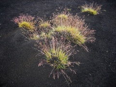 Festuca vivipara
