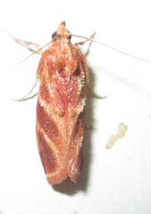 Trachypteryx rhodoxantha