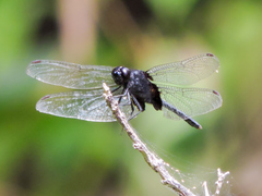 Erythemis attala