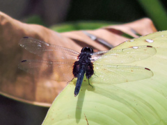 Erythemis attala