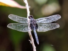 Erythemis attala
