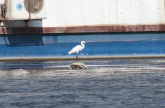 Egretta garzetta
