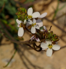 Erucaria pinnata