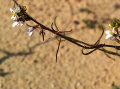 Erucaria pinnata
