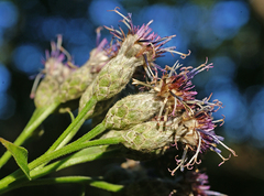 Saussurea petiolata