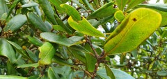 Heberdenia excelsa image