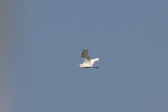 Bubulcus ibis