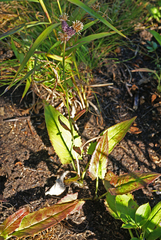 Saussurea recurvata