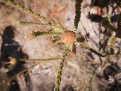 Leucadendron thymifolium