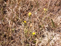 Marasmodes trifida