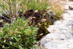 Pentameris densifolia