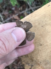 Paryphthimoides poltys