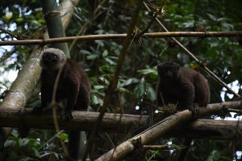 White-fronted Brown Lemur