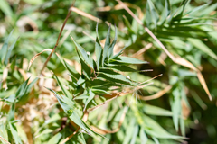 Pentameris densifolia