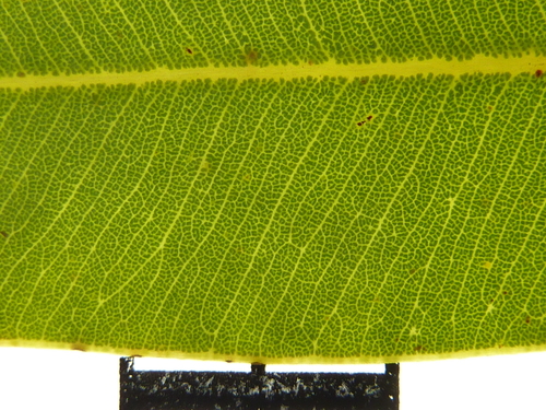 Corymbia eremaea eremaea