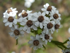 Ixodia achillaeoides