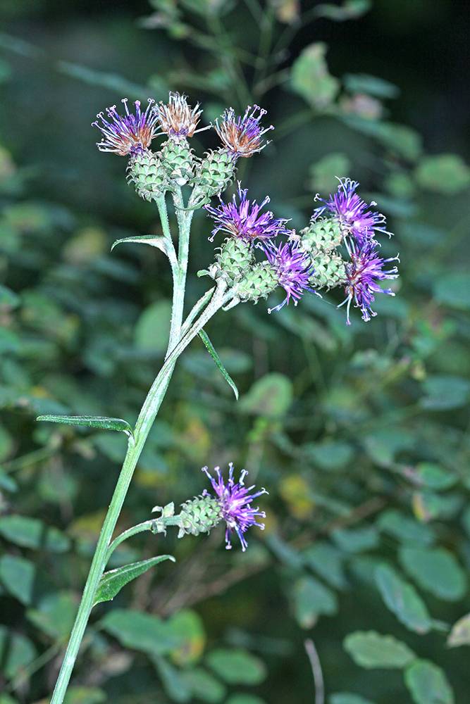 Saussurea recurvata