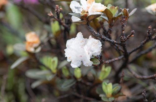 Rhododendron anthopogon, photograph 3