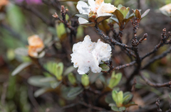 Rhododendron anthopogon, photograph (c) Morten Ross, some rights reserved (CC BY)