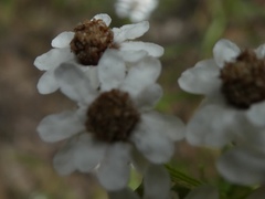 Ixodia achillaeoides