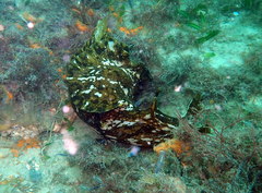Aplysia extraordinaria