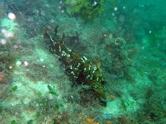 Aplysia extraordinaria