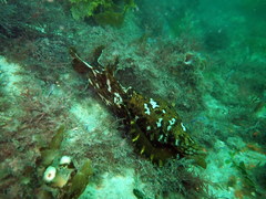 Aplysia extraordinaria