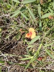 Lathyrus blepharicarpos