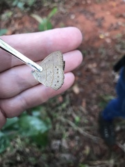 Paryphthimoides poltys