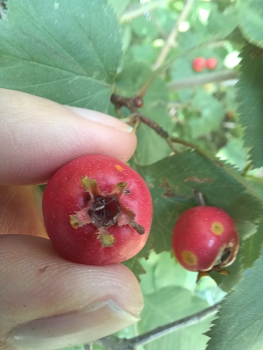 Scarlet hawthorn (Crataegus pedicellata)