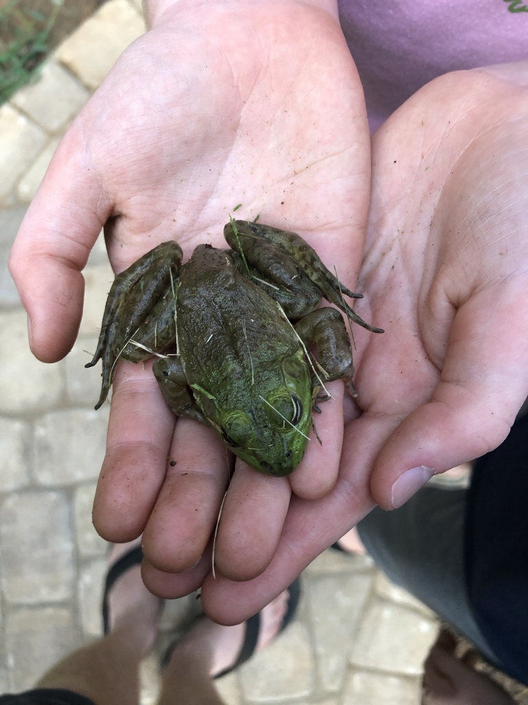 American Bullfrog from Anniston Pl, Indian Trail, NC, US on September 4