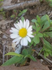 Chaetopappa asteroides