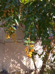Magnoliopsida