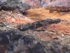 Mediodactylus orientalis