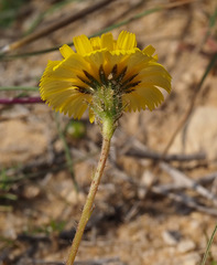 Picris asplenioides