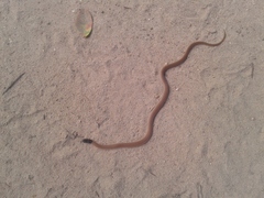 Aparallactus capensis capensis