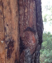 Mediodactylus orientalis