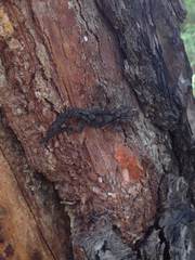 Mediodactylus orientalis