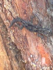 Mediodactylus orientalis