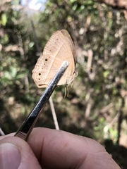 Yphthimoides patricia