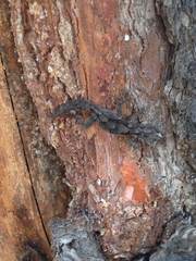 Mediodactylus orientalis