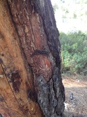 Mediodactylus orientalis