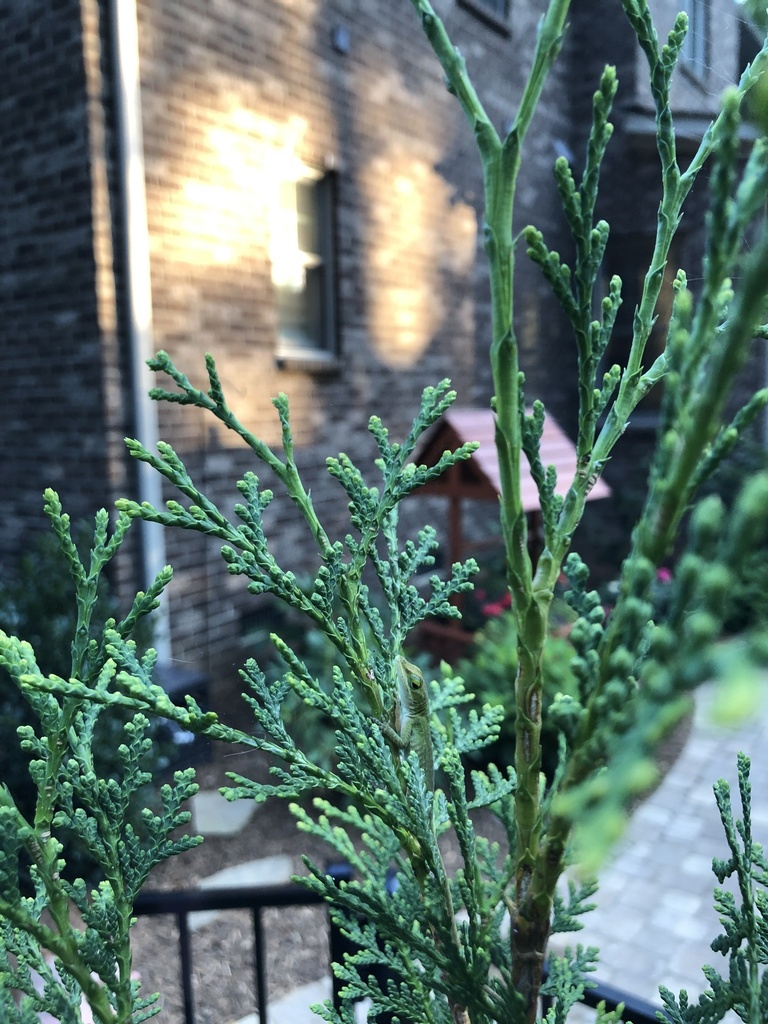 Green Anole from Anniston Pl, Indian Trail, NC, US on September 4, 2023