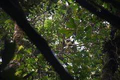 Propithecus candidus