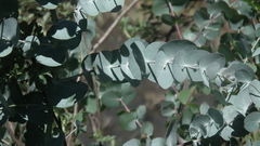 Eucalyptus cinerea