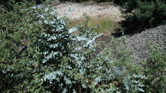 Eucalyptus cinerea